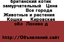 британский котик замурчательный › Цена ­ 12 000 - Все города Животные и растения » Кошки   . Кировская обл.,Лосево д.